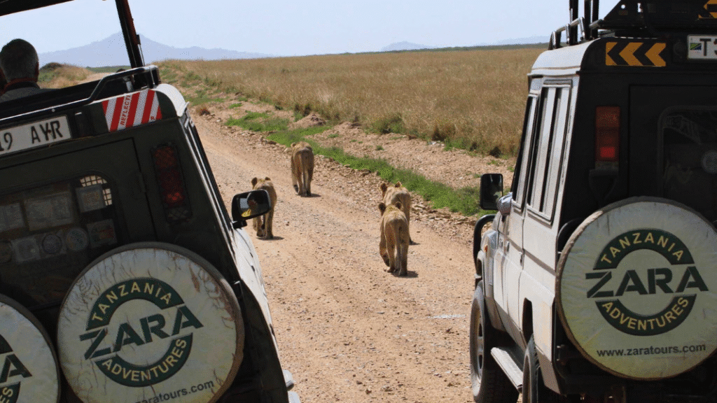 Two safari vehicles from Zara Tanzania Adventures observe a group of lions walking down a dirt road in a grassy landscape.